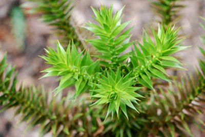 Araucaria araucana - blahočet čilský - list